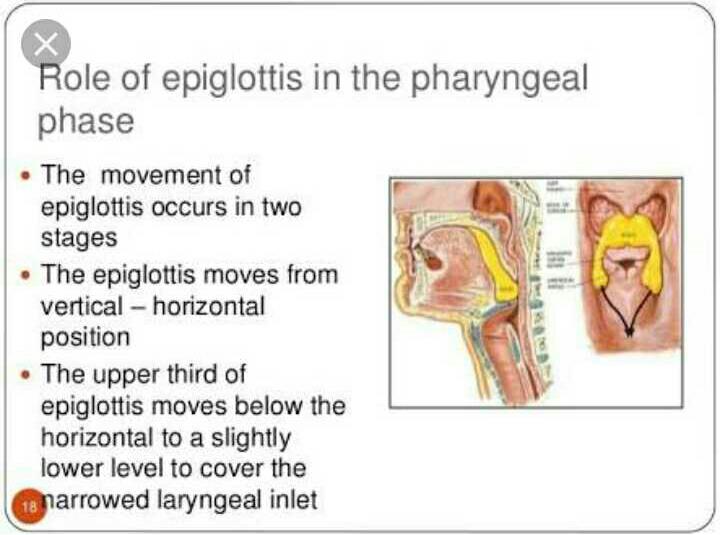 Function Of Epiglottis Diagram Epiglottis Anatomy, Location,