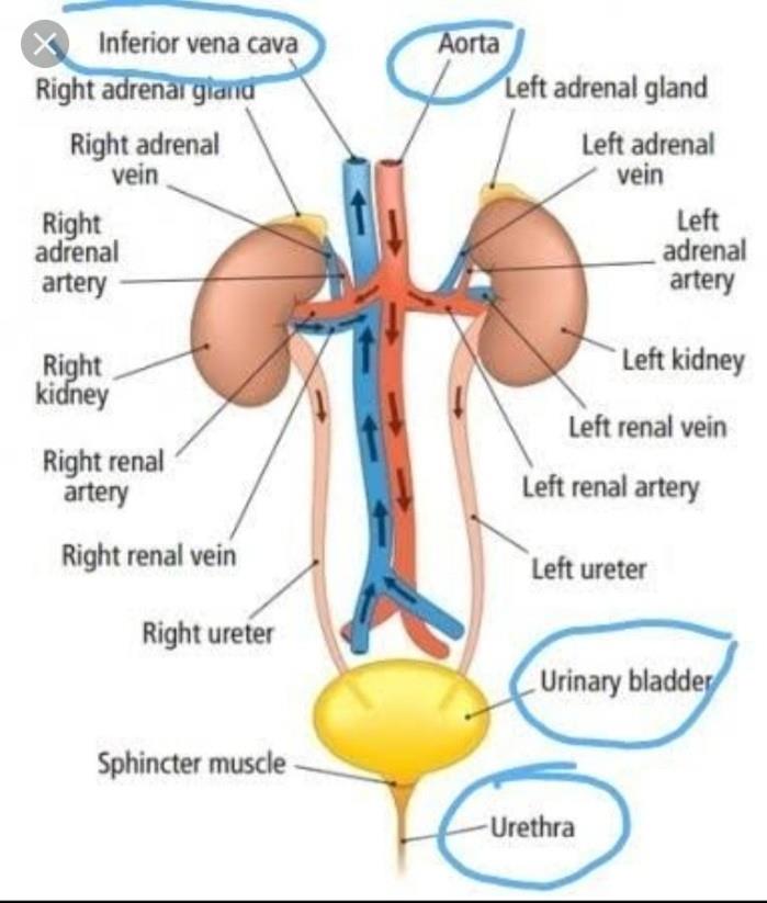 Draw a diagram of excretory system in human beings and label the ...