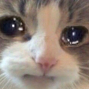 sadcat - Discord Emoji