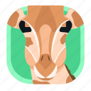 animal, app, giraffe, pet, savana, wildlife, zoo