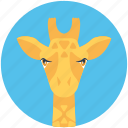 animal, camelopard, giraffe, mammal, wildlife