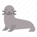 seal, sea, marine, ocean, animal, animals, wildlife