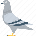 bird, columbidae, dove, pigeon, pigeon face