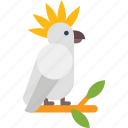 australia, bird, cockatoo