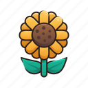 autumn, fall, flower, nature, plant, sunflower