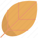 leaf, nature, plant, autumn, fall, season