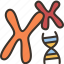 genetic, chromosome, genome, dna, biology