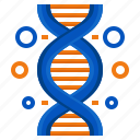 dna, chromosome, genetics, biology, education, sciences