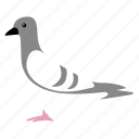 bird, pigeon