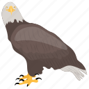 african eagle, bird, eagle, fish eagle, haliaeetus vocifer