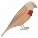 bird, bleeding-heart bird, bleeding-heart pigeon, dove, mindanao bleeding-heart