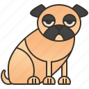 animal, dog, funny, pug, puppy