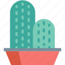 cactus, decoration, green, nature, plant, pot