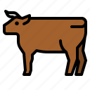 cow, beef, farming, meat, animal