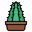 cactus, nature, pot, botanical