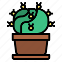 cactus, plant, pot, botany