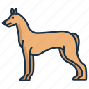 pharaoh, hound