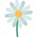 daisy, flower, springtime, plant, nature