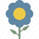 blue, flower