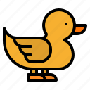 animal, duck, farm, farming