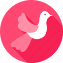 bird, dove, pigeon