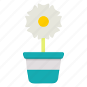 daisy, flower, garden, pot