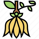 cananga, flower, fragrant, tropical, ylang