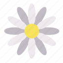 daisy, nature, garden, plant, floral, flower