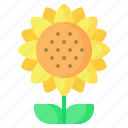 sunflower, flower, blossom, summer, spring