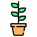 plant, sprout, pot, leaves, gardening