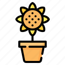 flower, pot, sunflower, blossom, gardening