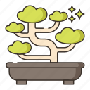 bonsai, nature, plant, tree