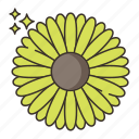 calendula, flower, nature, plant