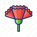 carnation, flower, plant