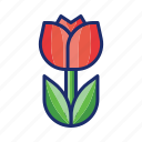 flower, nature, plant, tulip