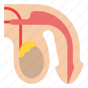 testicle, body, organ, anatomy, human, parts