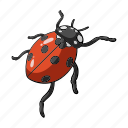 arthropod, beetle, bug, fly, insect, ladybug