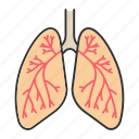 breathe, bronchi, bronchiole, bronchus, lung, lungs, respiratory system