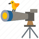 bird, watching, vision, binocular, nature