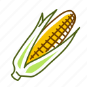 cob, corn, food, vegetable