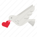 dove, pigeon, bird, peace, animals