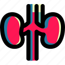 anatomy, care, health, kidney, medical, organ, urology