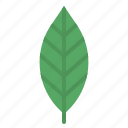 leaf, plant, garden, leaves, nature