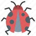 nature, ladybug, insect, bug, spring, animal