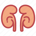 anatomy, health, healthcare, kidney, medical, medicine, renal