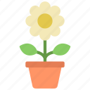 potted, daisy, gardening, botany, flower