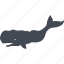 animal, fish, ocean, sea, nature, predator, shark 