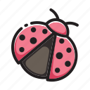 bug, insect, ladybug