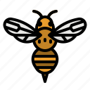 animals, bee, fly, insect, kingdom