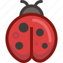 animal, bug, ladybird, nature, spring, weather